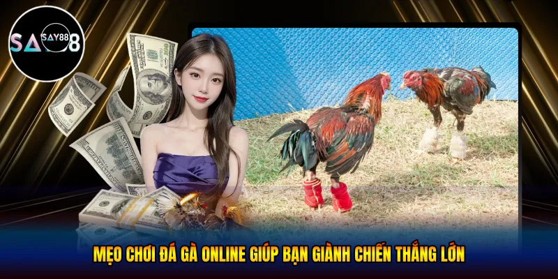 Mẹo chơi đá gà online giúp bạn giành chiến thắng lớn